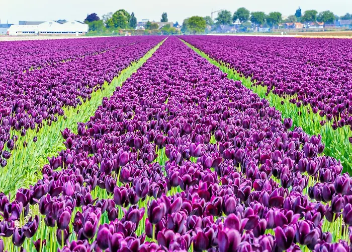 Santos Нордвейк-ан-Зее